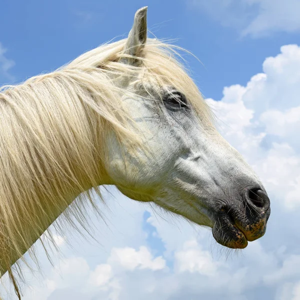 Hoofd Van Een Paard Tegen Hemel — Stockfoto