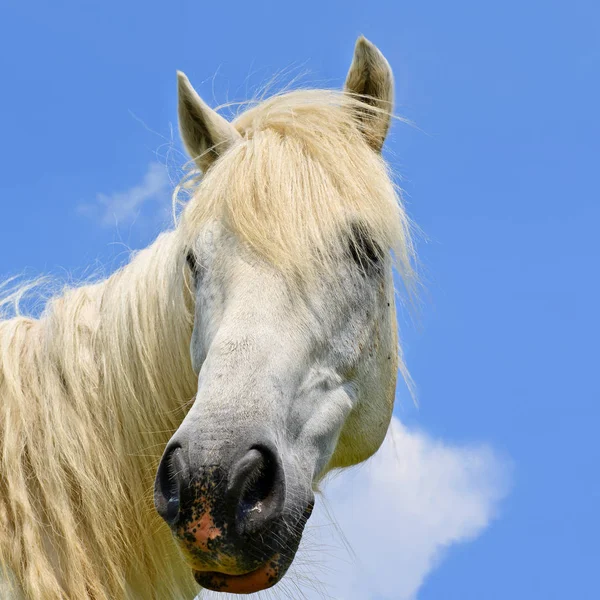 Hoofd Van Een Paard Tegen Hemel — Stockfoto