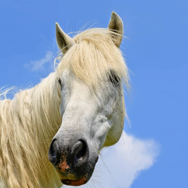 Cabeza Caballo Contra Cielo — Foto de Stock