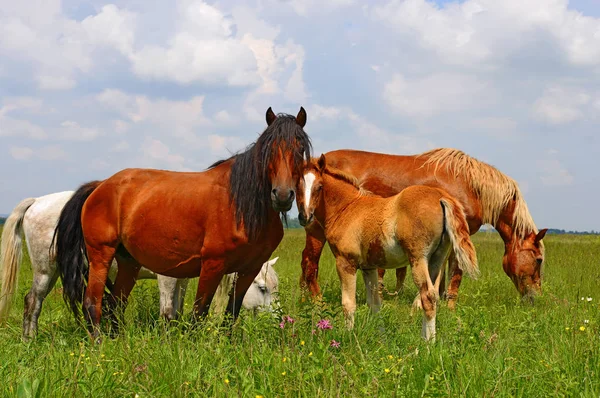 夏の牧草地で馬が — ストック写真