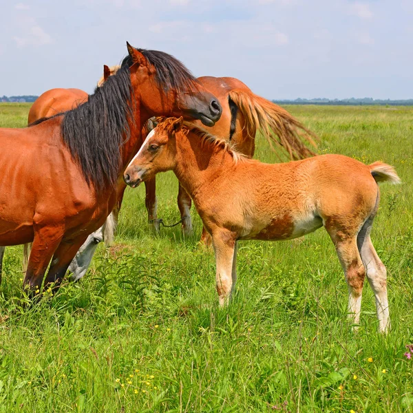 Veulen Met Een Merrie Een Zomerweide — Stockfoto