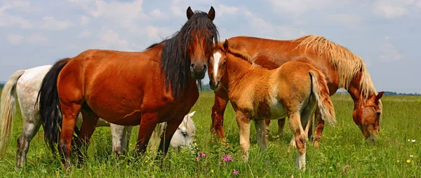 夏の牧草地で馬が — ストック写真