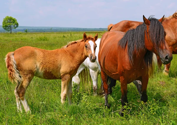 Koně Letní Pastvině — Stock fotografie
