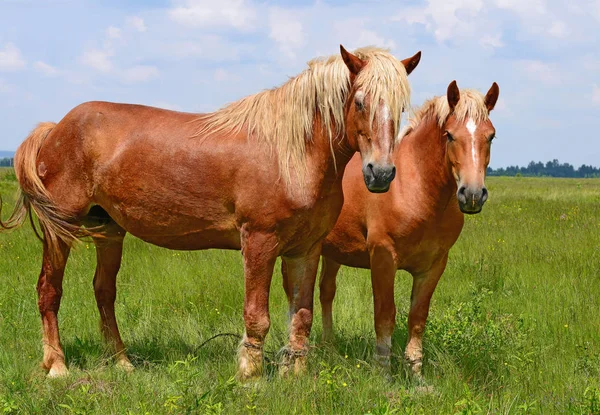 Hästar Sommarbetesmark — Stockfoto