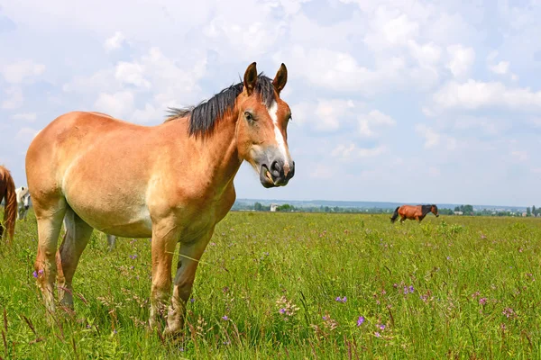 Cavalo Pasto Verão — Fotografia de Stock