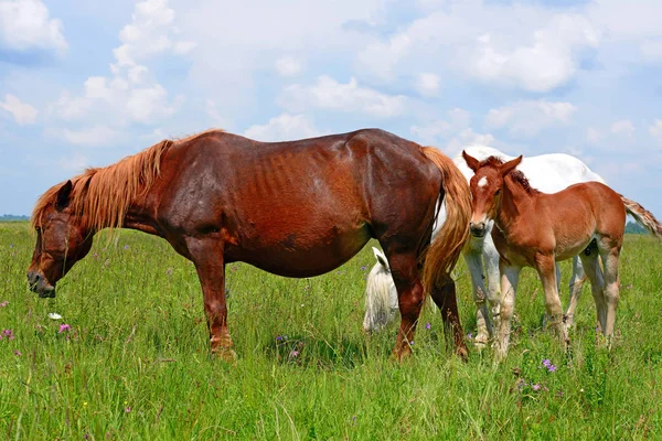 夏の牧草地で馬が — ストック写真