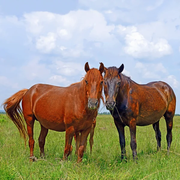 夏の牧草地で馬が — ストック写真