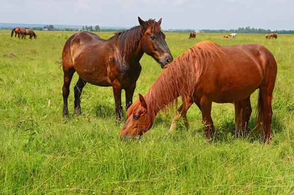 夏の牧草地で馬が — ストック写真