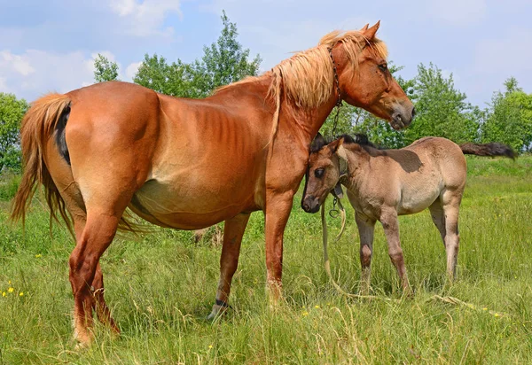 Yaz otlağında bir kısrakla tay