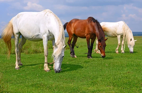 Yaz otlağında atlar