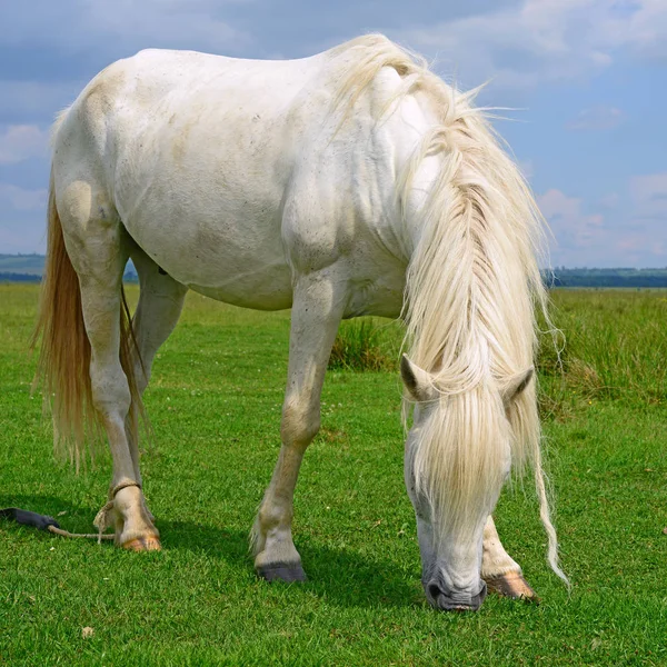 Cheval Sur Pâturage Été — Photo