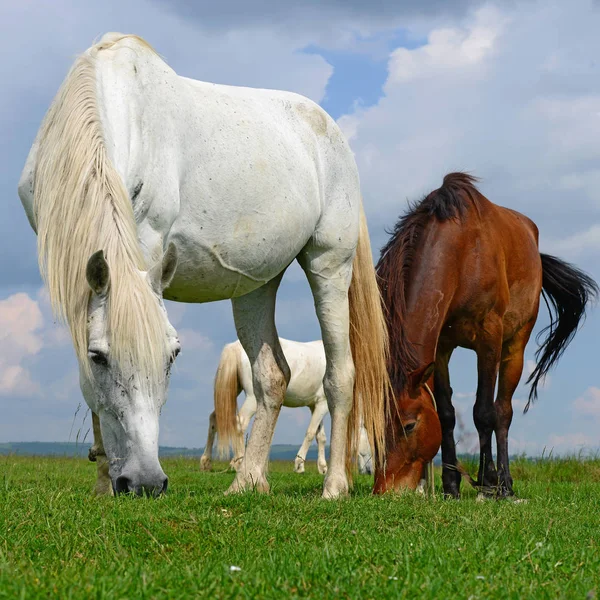 Paarden Een Zomerweide — Stockfoto