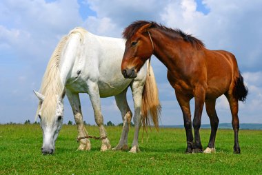 Yaz otlağında atlar