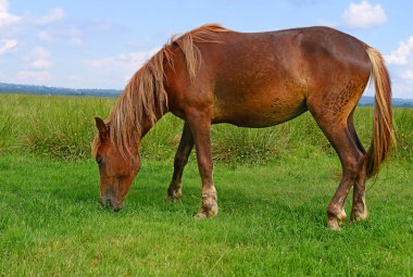 Yaz otlağında bir at