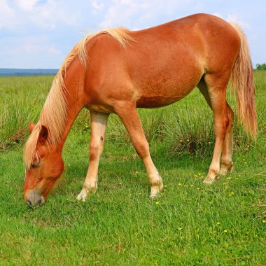 Yaz otlağında bir at