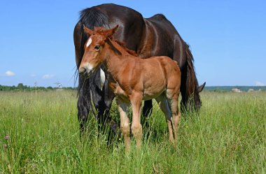 Yaz otlağında bir kısrakla tay