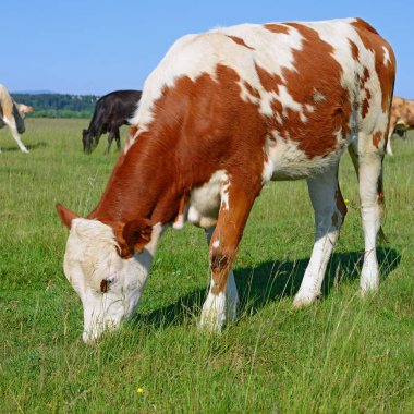 bir yaz mera derisindeki