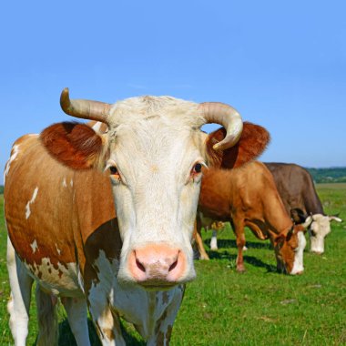 Güneşli bir günde, yaz otlağında inekler