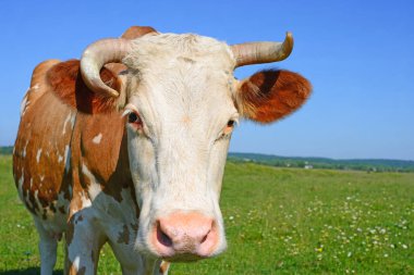 Çayırdaki şirin ineği kapatın.