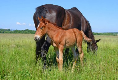 Yaz otlağında atlar