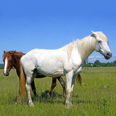 Yaz otlağında atlar