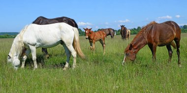 Yaz otlağında atlar