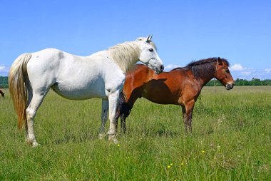 Yaz otlağında atlar