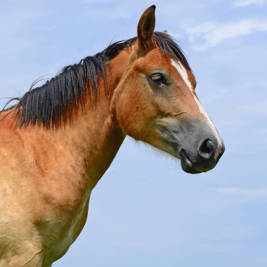 Yaz otlağında bir at