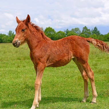 Kırsal kesimde genç ve güzel bir tay