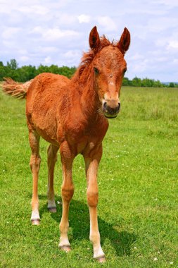 Kırsal kesimde genç ve güzel bir tay