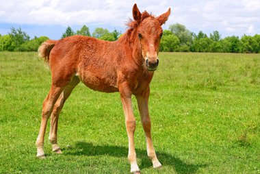 Kırsal kesimde genç ve güzel bir tay