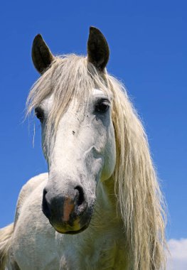 Başını gökyüzüne karşı bir at.