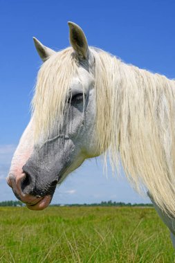 Mavi gökyüzüne karşı bir atın başı