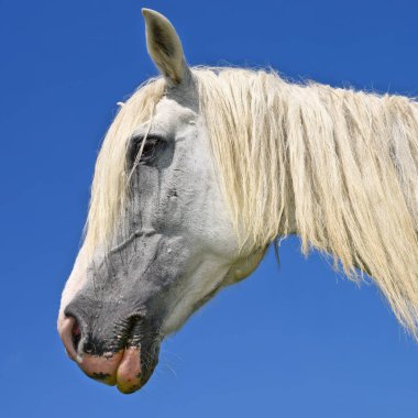 Başını gökyüzüne karşı bir at.