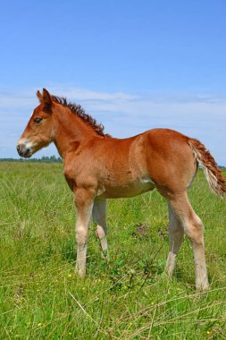 Yaz mera üzerinde tayı