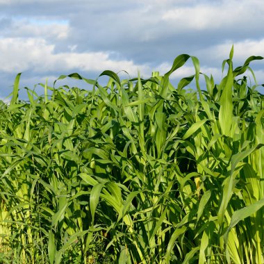 Kırsal manzara içinde genç Mısır 