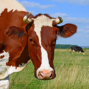 Yaz otlağında inek