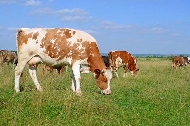Yaz otlağında inekler