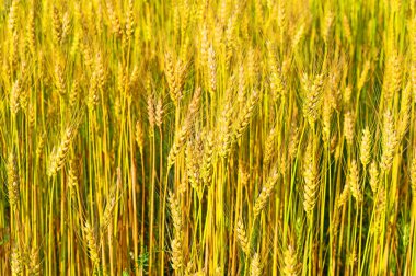 Kırsal manzara alanında tahıl