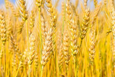 Kırsal manzara alanında tahıl