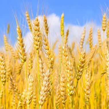 Kırsal manzara alanında tahıl