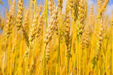 Kırsal manzara alanında tahıl