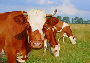 Yaz otlağında inekler.