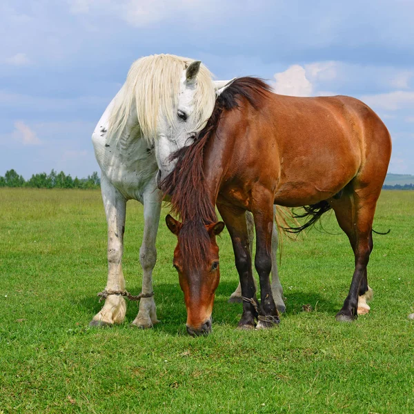 夏の牧草地で馬が — ストック写真