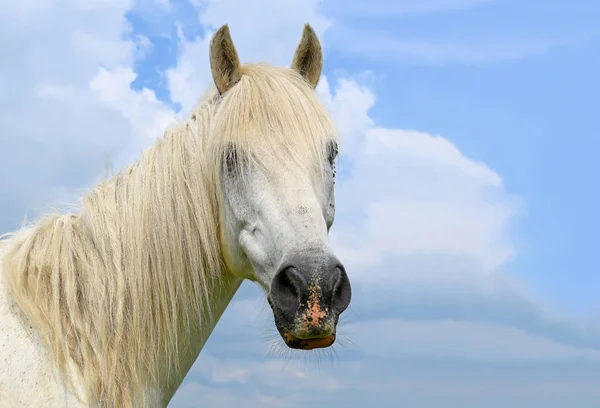 Head Horse Sky — Stock Photo, Image