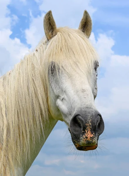 Testa Cavallo Contro Cielo — Foto Stock