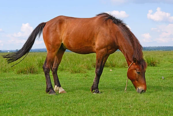 Horse Summer Pasture — Stock Photo, Image