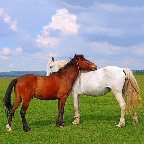 Paarden Een Zomerweide — Stockfoto