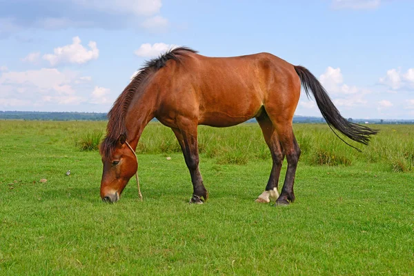 Cheval Sur Pâturage Été — Photo