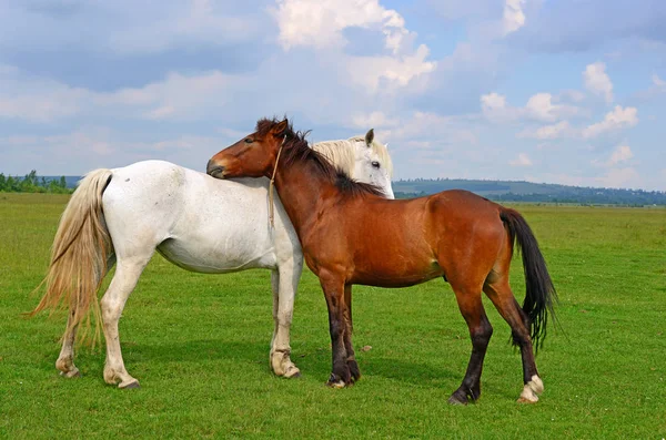 Hästar Sommarbetesmark — Stockfoto